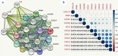 Figure 9. Crosstalk of CXCR2 protein assessed by the STRING tools. More than 20 proteins can participate in interacting with CXCR2 (Figure A). The correlations of the top ten proteins were described in Figure B
