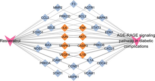 Figure 6. The ‘drug-target-pathway’ network diagram. Yellow targets indicate genes annotated to the pathway that are also the hub genes of the PPI network.