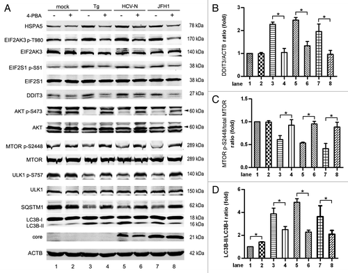 Figure 8. 4-phenylbutyric acid (4-PBA) inhibited HCV-induced ER stress and autophagy. (A) Mock-infected Huh7 (mock), HCV-N cells and Huh7 infected with 10 MOI JFH1 virus (JFH1) were treated with 5mM 4-PBA (acts as a chemical chaperone in the ER to prevent the activation of UPR) for 12 h before harvesting at 5 d postinfection. Huh7 cells treated with 300 nM thapsigargin (Tg, an agent known to rapidly elicit ER stress by inhibiting the ER Ca2+ pump) for 12 h were used as positive control. Phosphorylation of EIF2AK3, EIF2S1, AKT, MTOR and ULK1, HSPA5, DDIT3, SQSTM1, LC3B and HCV core protein were analyzed by western blot. ACTB was used as a sample loading control. (B–D) The DDIT3/ACTB ratio, the MTOR p-S2448/total MTOR ratio and the LC3B-II/LC3B-I ratio from at least three independent experiments of (A) were shown. *p < 0.05 was considered significant.