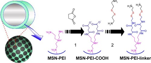 Scheme 1 Schematic representation of the construction of cleavable organic linkers on MSN surfaces through surface-hyperbranched PEI.Abbreviations: MSN, mesoporous silica nanoparticle; PEI, poly(ethyleneimine).