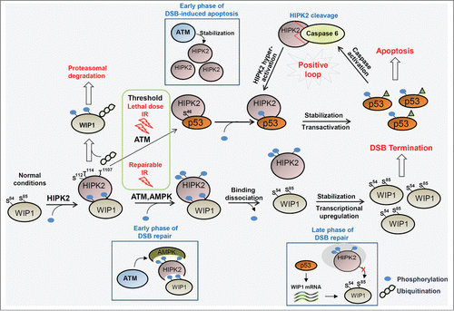 Figure 3. Cell fate is differentially determined by HIPK2 modification and phosphorylation of downstream target proteins in response to ionizing radiation. Under normal growth conditions, WIP1 is constitutively degraded by HIPK2-mediated phosphorylation, which is crucial to maintain an environment favorable for rapid induction of the DNA damage response in response to potential DNA damage. In response to endurable ionizing radiation (IR), DSB signaling is properly activated and DNA repair is completed. WIP1 is then stabilized by escape from HIPK2-mediated degradation and returns cells to a normal state by dephosphorylating ATM and DSB signaling regulators. Upon a high dose of IR that is above the threshold for apoptosis induction, HIPK2 is stabilized and phosphorylates p53 at Ser46 for p53-mediated induction of apoptosis. Therefore, cell fate is differentially regulated by HIPK2 modification and phosphorylation of downstream target proteins. Blue circles and irregular chains of circles indicate phosphorylation and polyubiquitination of HIPK2, respectively. ATM, ataxia-telangiectasia mutated; AMPK, adenosine monophosphate-activated kinase; DSB, double-strand break; WIP-1, wild-type p53-inducible phosphatase 1.