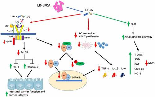 Figure 9. LR-LFCA regulates intestinal mucosal immune mechanism.