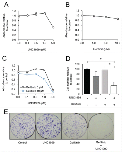 Figure 3. Together UNC1999 and gefitinib significantly reduces the number of HT-29 cells compared to either compound alone. (A–C) HT-29 cells treated with varying concentrations of UNC1999, gefitinib, or the combination of UNC1999 and gefitinib. MTS assay was performed to assess cell proliferation after 72 hours. (D) Manual cell counting of live cells after treatment for 72 hours with 1 μM UNC1999, 5 μM gefitinib, or the combination of 1 μM UNC1999 and 5 μM gefitinib. *P < 0.05. (E) Clonogenicity assay with crystal violet staining after 10 days of treatment with DMSO (Control), 0.5 μM UNC1999, 5 μM gefitinib, or 0.5 μM UNC1999 and 5 μM gefitinib.