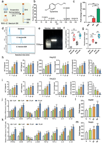 Figure 6. E. faecium B6-derived tyramine induced lipid accumulation and activated PPAR-γ. (a) Preparation of the metabolites. (b) Mass spectrogram of the identified tyramine in E. faecium B6 fermentation. (c) Relative concentrations of tyramine in the sterile BHI medium (the BHI group), E. faecium B6 cells (the B6 group), and cell-free supernatant of the E. faecium B6 fermentation (the SB6 group). (d) Ultra-high performance liquid chromatography system (UHPLC) analysis of the tyramine from E. faecium B6 and E. faecium B28. (e) Detection of mfnA gene in the genome of E. faecium B6 and E. faecium B28. (f-g) quantitative measurement of the levels of (f) mfnA and (g) tyramine in fecal samples of mice. (h-i) effects of tyramine (0, 5, 25, 50 μM) on intracellular lipid metabolism and liver function indexes in the (h) hepatocellular carcinoma cell lines (HepG2) and (I) human normal hepatocyte cell lines (THLE3). (j-k) effects of tyramine (0, 5, 25, 50 μM) on the expression of PPAR-γ and its target genes in the (j) HepG2 and (k) THLE3 cell lines. (l-m) effects of tyramine (0, 5, 25, 50 μM) on the transcriptional activity of PPAR-γ in the (l) HepG2 cells and (m) THLE3 cells measured with PPAR-γ transcription factor assay kit. Error bars represent the mean ± SD. *p < .05, **p < .01, ***p < .001.