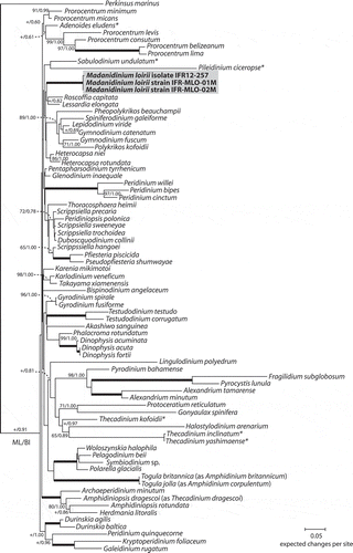 Fig. 29. Maximum likelihood (ML) phylogenetic tree inferred from SSU rDNA (matrix of 77 sequences and 1691 aligned positions). The tree was rooted using Perkinsus marinus sequence as outgroup. Model selected GTR + I + Γ4. Log likelihood = −19792.7. Substitution rate matrix: A ↔ C = 1.52090, A ↔ G = 4.15185, A ↔ T = 1.43273, C ↔ G = 0.81766, C ↔ T = 9.38294, against G ↔ T = 1.00000. Assumed nucleotide frequencies: f(A) = 0.24690, f(C) = 0.19272, f(G) = 0.25795, f(T) = 0.30243. Among site rate variation: assumed proportion of invariable sites I = 0.317. Rates at variable site assumed to be gamma distributed with shape parameter α = 0.511. Bootstrap values (1000 pseudoreplicates) > 65 (in ML) and posterior probabilities > 0.5 (in BI) are shown at nodes, thick lines indicate full support of the branch (100/1.00). ‘+’ indicate nodes present but unsupported. Asterisks indicate benthic taxa with a lateral compression related to M. loirii by morphology.