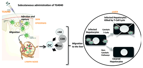 Figure 3: Postulated Mechanisms of Action of TG4040. Following subcutaneous administration of TG4040, antigen presentation and priming of T-cells is foreseen to happen in lymphoid organs. Primed T-cells but also likely other cells from the innate immune system are expected to migrate to the liver and exert their effector functions, including cytolytic and/or non-cytolytic activities, and contribute to the control and/or clearance of infected hepatocytes