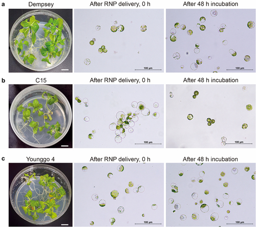 Figure 2. Three in vitro cultured pepper cultivars and RNP-delivered pepper protoplasts.