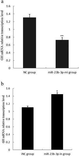 Figure 2. Effect of miR-23b-3p on GH mRNA transcription level in pituitary cells of Yanbian yellow cattle. (a) The relative transcription level of GH mRNA in pituitary cells transfected with miR-23b-3p mimics. Mimics (miR-23b-3p-mi group) and mimics reference substance (NC group) of miR-23b-3p were transfected into pituitary cells of Yanbian yellow cattle, with three replicates in each group. Compared with NC group, the column marking** showed extremely significant difference (P<0.01); (b) The relative transcription level of GH mRNA in pituitary cells transfected with miR-23b-3p inhibitor. Inhibitor (miR-23b-3p-in group) and inhibitor reference substance (iNC group) of miR-23b-3p were transfected into pituitary cells of Yanbian yellow cattle, with three replicates in each group. Compared with iNC group, the column marking* showed significant difference (P<0.05). β-actin was used as an internal reference.
