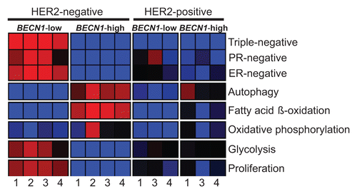 Figure 9. ERBB2-positive breast cancers have, independent of BECN1 expression, gene expression signatures similar to those of non-ERBB2-expressing breast cancers with low BECN1 mRNA levels. The heatmap reports gene set enrichment analysis (GSEA) for selected gene signatures (rows) in breast cancer cohorts defined by ERBB2 and BECN1 status. The color indicates the enrichment (Fischer exact test) of samples with gene signature upregulation (red, P+, enrichment < 0.05), downregulation (blue, P−, enrichment < 0.05), or no difference (black, P+, enrichment ≥ 0.05 and P−, enrichment ≥ 0.05) within a cohort subgroup relative to the remaining samples in the cohort. Gene signature lists and statistical analysis are provided in Figures S3 and S4, respectively. Databases: 1) Decremoux et al. 2011, 2) Hatzis et al. 2011 (ERBB2-negative breast cancers only), 3) Servant et al. 2012, and 4) Sabatier et al. 2011.