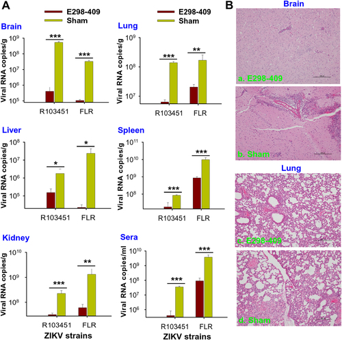 Fig. 6 Adoptive transfer of sera of mice immunized with E298-409 of ZIKV EDIII significantly alleviated viral replication and pathological effects in ZIKV-infected A129 mice(A) Five-week-old A129 mice (n = 6) were passively transferred with anti-E298-409 sera (e.g., 105 ZIKV EDIII-specific IgG antibody titer), challenged with ZIKV R103451 or FLR (103 PFU) strains 6 h before and 12 h after infection, and detected for ZIKV RNA by qRT-PCR in tissues (brain, lung, kidney, liver, and spleen) and sera at 3 days p.i. The data are presented as the means ± SE of six mice in each group. The experiments were repeated twice and similar results were obtained. Significant differences (*P < 0.05; **P < 0.01; ***P < 0.001) were seen between E298-409 and sham control groups in the test tissues and sera. (B) Five-week-old A129 mice were passively transferred with anti-E298-409 sera (a, c), infected with ZIKV R103451 as above, and detected for pathological changes at 5 days p.i. Representative images from mouse brain (a, b) and lung (c, d) tissues are shown. The H&E-stained tissue sections were observed under light microscopy (×10 magnification). Sham control, A129 mice infected with ZIKV R103451