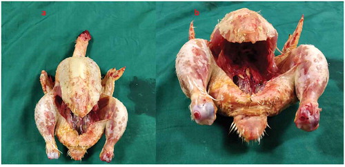 Figure 2. Eviscerated chicken carcass.
