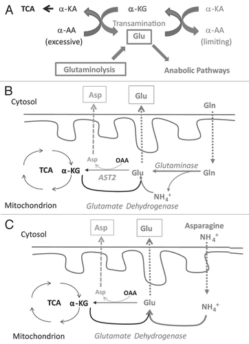 Figure 9 Proposed role of glutaminolysis in nitrogen anabolism in proliferating cells. (A) Central roles of interconversion between α-KG and Glu in nitrogen metabolism. The interconversion between α-KG and Glu in cytoplasmic provides a mechanism to collect amino groups from excessive amino acids and redistribute them to produce amino acids on demand. An adequate pool of cytoplasmic α-KG and Glu is essential for this function. In proliferating cells, Glu is actively consumed for biosynthesis. Because the uptake of Glu is limited by the capacity of cell surface transporters, the loss of cytoplamic gluatamate is mainly replenished by glutaminolysis. Excessive amino acids may replenish the Glu pool, contingent on the transaminase acitivity. Excessive α-KG inhibits transamination from Glu to other α-KAs, impairing the biosynthesis of amino acids in demand. (B) Glutaminolysis and Gln-Glu/Asp exchange model. When Gln is available, Gln enters mitochondria and is hydrolyzed to Glu. In addition to being consumed by the Krebs cycle, mitochondrial Glu can exported outside to maintain the homeostasis of the cytoplasmic Glu-α-KG pool or used to generate Asp for export. (C) Recycling of ammonia for nitrogen anabolism by specific cell types. When Gln is scarce, some types of cells may use ammonia (in media or from catabolism of amino acids such as Asn) to synthesize Glu. This pathway depends on the GLUD activity. α-KA, α-keto acids; α-AA, α-amino acids.