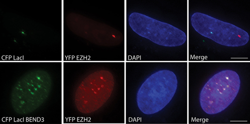 Figure 1. A heterochromatic locus stably integrated in U2OS 2-6-3 cells was visualized by LacI. LacI fusion proteins are forcibly tethered to the LacO repeats, and CFP is fused to LacI for visualizing the loci. The coding region of EZH2 and BEND3 was PCR amplified and cloned into pEYFP-C1 (Clontech) and pECFP-LacI (modified from pEGFP-LacI; kindly provided by Miroslav Dundr) [Citation27]. U2OS 2-6-3 cells were transiently transfected with 100 ng of CFP-LacI or CFP-LacI-BEND3 and 500 ng of YFP-EZH2. Images of EZH2 recruitment to the heterochromatin loci in CFP-LacI or CFP-LacI-BEND3 expressing cells. Note the robust overlap of BEND3 and EZH2 at the CLTon locus and at heterochromatic sites. The scale bar represents 5 μm.