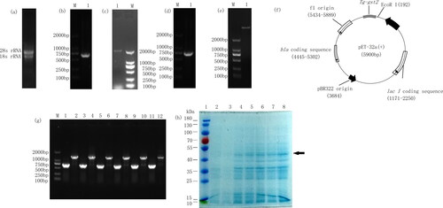 Figure 2. Cloning and expression of glutathione-S-transferase (gst) gene from T.gibbosa. (a) Gel electrophoresis of total RNA of T. gibbosa hyphae; (b) Tg-gst2 was amplified by PCR using gene-specific primers. Lane M: DNA ladder 2 kb, lane 1: Amplified PCR product; (c) The promoter of Tg-gst2 was amplified by PCR using gene specific primers. Lane M: DNA ladder 2 kb, lane 1: Amplified PCR product; (d) pMD18-T-Tg-gst2 PCR gel electrophoresis; (e) Gel electrophoresis of EcoR I and Hind III digestion products of pET-32a(+); (f) Construction of recombinant plasmid containing Tg-gst2 from T. gibbosa. The expression vector pET-32a (+) was inserted with Tg-gst2 to form the recombinant plasmid pET-32a(+)-Tg-gst2; (g) Transforming Tg-gst2 from pMD18-T-Tg-gst2 into expression plasmid pET-32a(+)-Tg-gst2 PCR amplification validation. Singular: pET-32a(+)-Tg-gst2 PCR amplification, PCR amplification using pET-32a(+) universal primers; (h) Heterologous expression in E. coli with IPTG induction (1 mmol/L) at 37 °C for 0, 2, 4, 6, 8 and 10 h. Lane 1: Protein Marker (10 kD-180 kD) (Solarbio, China); Lane 2-8: E.coli harboring empty vector, E.coli harboring pET-Tg-gst2 construct induced by IPTG (1 mmol/L) at 0 h, 2 h, 4 h, 6 h, 8 h and 10 h.