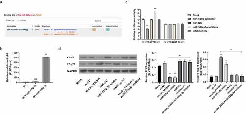 Figure 2. Silence of circ_0102049 suppressed the expression of TAp73 through targeting miR-520g-3p/PLK2 axis. (a) The putative binding site between miR-520g-3p and 3′ UTR of PLK2 was predicted by using Targetscan. (b) The enrichment fold of PLK2 was evaluated by RNA pull down assay by using biotin-labeled WT or MUT miR-520g-3p (n = 3). (c) The luciferase reporter plasmid containing WT or MUT 3′ UTR of PLK2 were co-transfected with miR-520g-3p mimics, miR-520g-3p inhibitor, or corresponding negative control (miR-NC and inhibitor NC) into MG63 cells, and the relative luciferase activity was evaluated by dual luciferase reporter system (n = 3). (d) MG63 cells were transfected with sh-circ_0102049, sh-NC, miR-520g-3p mimics, miR-NC, inhibitor NC, or co-transfected with sh-circ_0102049 and miR-520g-3p inhibitor. 48 h after transfection, the protein expression of PLK2 and TAp73 was evaluated by western blot (n = 3). * P < 0.05, ** P < 0.01 and ns indicates no significant difference