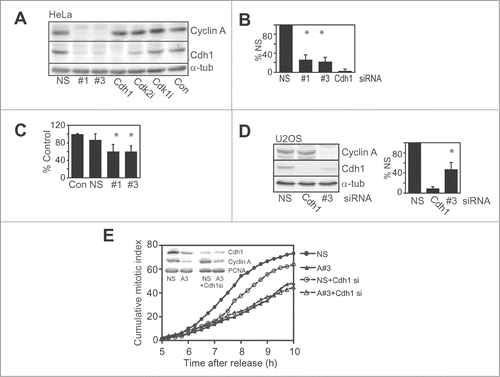 Figure 1. Cdh1 levels are reduced with Cyclin A depletion. (A) HeLa cells were transfected with nonsense control (NS), cyclin A siRNA #1 and #3 or Cdh1 siRNA, then synchronised with overnight thymidine arrest. Untransfected cells were treated with inhibitors of Cdk2 (Cdk2i), Cdk1 (Cdk1i) or DMSO control (Con) at 4 h after release. Cells were harvested 7 h after release from the synchrony arrest, lysed and immunoblotted for cyclin A, Cdh1 and α-tubulin as a loading control. (B) The bar graph shows quantitation of Cdh1 levels from at least 3 similar independent experiments. (C) Asynchronously growing HeLa cells were transfected with Cyclin A siRNA #1 and #3, a nonsense control (NS) or a lipofectamine treated only control (Con). Cells were harvested at 24 h. The bar graph show quantitation of Cdh1 levels from at least three independent experiments. (D) Asynchronously growing U2OS cells were transfected with the indicated siRNA and harvested 24 h after transfection and analyzed as in B. This is representative of three independent experiments. (E) HeLa cells transfected with either nonsense (NS), Cyclin A siRNA (#1), Cdh1 siRNA, or combinations indicated. Cells were synchronised by thymidine overnight then released into fresh media. At 5 h after release cells were followed by time lapse microscopy, with cells scored for entry into mitosis. Over 200 cells were counted in each case. Inset shows the level of Cyclin A and Cdh1 depletion in this experiment.