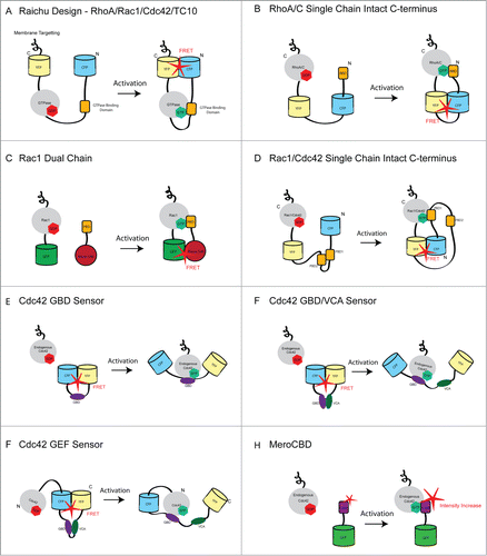 Figure 1 (See previous page). Schematic showing the various designs used in GTPase Biosensors. (A) The single-chain Raichu design was used to generate genetically encoded biosensors for RhoA, Rac1, Cdc42 and TC10. In this design, the FRET pair (CFP/YFP) is placed on the N- and C-terminus of the molecule. Thus, the C-terminus of the GTPase is not free and these biosensors are insensitive to GDI. The CAAX box (membrane targeting) from K-Ras is encoded at the C-terminus of the YFP in order to place the probe constitutively in the membrane. Upon activation of the GTPase, it interacts with the GTPase binding domain (specific to each GTPases), resulting in a conformational change that brings the fluorescent proteins into close proximity leading to increased FRET signal. (B) The RhoA single chain biosensor places the donor and acceptor fluorescent proteins internally allowing the native C-terminus of RhoA to be maintained. High FRET occurs when the active GTPases interacts with the Rho binding domain (RBD) of Rhotekin. (C) The first bimolecular Rac1 biosensor in which Rac1 is linked to EGFP and the Pak binding domain (PBD) of PAK1 is coupled to the dye Alexa-546. FRET occurs when the interaction of Rac1 and the PBD bring EGFP and Alexa-546 into close proximity. This biosensor was later modified to be fully genetically encoded by replacing GFP and Alexa-546 with YFP and CFP respectively. (D) The newest version of the Rac1 biosensor is genetically encoded and uses mCerulean1 and mVenus as the FRET pair. This biosensor maintains the C-terminus of Rac1 in its native state. In addition, a tandem PBD module is utilized to regulate the interaction with Rac1 and further decrease the chances of spurious FRET. This design was recently adapted to generate a single chain Cdc42 biosensor (E) The Cdc42 GBD sensor detects active endogenous Cdc42. Upon binding of active endogenous Cdc42 to the GBD of WASP, a conformational change occurs that causes CFP and YFP to be forced apart. This results in low FRET signal where active Cdc42 is present in the cell. (F) In a modification of (E) the VCA domain of WASP is incorporated into the biosensor. This domain competes with Cdc42 for binding to the GBD and this may result in larger differences in the on and off states of the biosensor. (F) This biosensor was generated by adding Cdc42 to the N-terminus of the GBD/VCA sensor. Upon activation of Cdc42 by a GEF, Cdc42 binds to the GDB and results in decreased FRET. A caveat of this biosensor is that the rate of GTP hydrolysis is significantly slower than for wild type Cdc42 and in addition, the C-terminus of Cdc42 is occluded. (G) The MeroCBD biosensor allows measurements of the activation of endogenous Cdc42 by using a dye that changes fluorescence emission intensity as a function of the local solvent polarity. The dye is coupled to the GTPase effector and changes in fluorescence emmision occur upon interaction with the active GTPase. The dye/effector moiety is also labeled with GFP, which is used as reference for ratiometric intensity measurements.