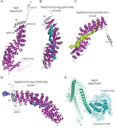 Figure 1. Vac8 and its binding partners. (A) AlphaFold2 model of Vac8. C4, C5, and C7 are palmitoylated to anchor the protein in the vacuolar membrane. ARM1-ARM12, purple; IDPRs, gray. (B) Crystal structure of the Vac8[10–515]-Atg13[567–695] complex (PDB ID: 6KBM). The Atg13 rendered surface is shown in teal. (C) Crystal structure of the Vac8[10–515]-Nvj1[229–321] complex (PDB ID: 5XJG). The Nvj1 rendered surface is shown in lime green. (D) Crystal structure of the Vac8[10–515]-Vac17[290–344] complex (PDB ID: 7YCJ). The Vac17 rendered surface is shown in blue. (E) AlphaFold2 model of Atg14 from S. cerevisiae. The N-terminal domain folded into a coiled-coil, cyan green; C-terminal domain, teal.