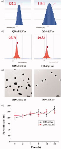 Figure 4. The particle size (a), zeta potential (b), TEM morphology, (c) and stability (d) of QDA@Cur and QDAF@Cur (scale bar =200 nm).