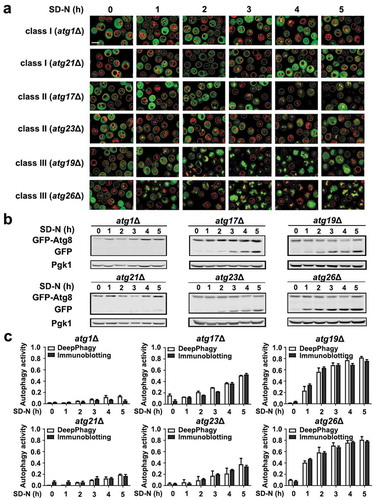 Figure 5. Biochemical validations of the DeepPhagy results. (A) Partial images computationally labelled by DeepPhagy are shown for atg1Δ and atg21Δ (class I), atg17Δ and atg23Δ (class II), and atg19Δ and atg26Δ (class III). It can be observed that most of cells were correctly labelled. Scale bar: 5 µm. (B) Immunoblotting assays for the 6 atg KO mutants at different time points during nitrogen starvation. The protein expression level of Pgk1 was used as a control and the free GFP:total GFP ratios were quantified to measure autophagy activity. (C) The comparison of autophagy activities quantified by DeepPhagy (white columns) and immunoblotting assays (black columns).