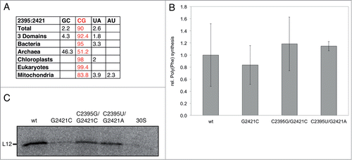 Figure 4. Effects of disrupting the G2421-C2395 base pair in the 23S rRNA on poly(Phe) synthesis and on L12 in vitro translation. A. Table showing the conservation of the base pair G2421-C2395 in all 3 domains of life (in%). Data adapted from ref. 34. B. Relative poly(Phe) synthesis, using in vitro reconstituted ribosomes carrying mutations at positions 2421 and 2395 of 23S rRNA; the amount of poly(Phe) product using wt reconstituted ribosomes (cp2439-2438) was set to 1.0. Means and standard deviation of 4 independent experiments are shown. C. In vitro translation products (one gel is shown exemplarily) were separated via SDS-PAGE and visualized using a phosphorimager. 30S: native 30S subunit alone.