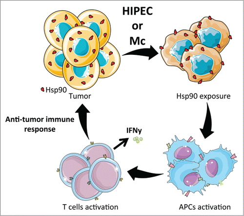 Figure 1. HIPEC and Mc induce an anticancer immune response. Both HIPEC and Mc treatments lead to HSP90 exposition on the cell surface of dying tumor cells. The exposure of HSP90 promotes DCs and T cells activation and induces an immune response against cancer cells. Figures were created using Servier Medical Art (www.servier.com).