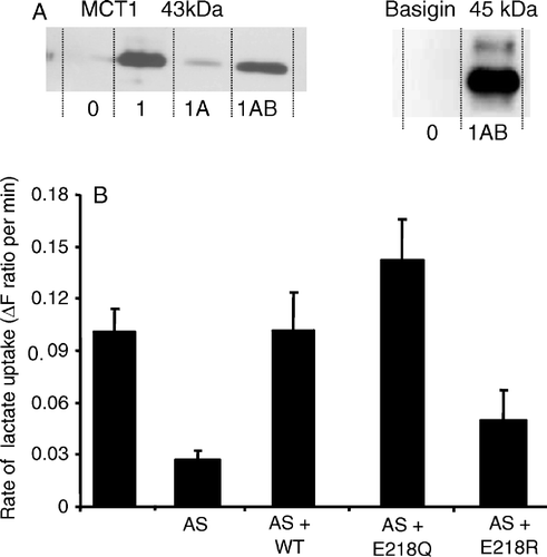 Figure 2.  The E218Q mutant of basigin, but not the E218R mutant, supports lactate transport by MCT1 in Xenopus oocytes. In panel A, oocytes were injected with water (0), or cRNA for MCT1 (1) in the absence or presence (A) of antisense cRNA against Xenopus basigin and cRNA for rat basigin (B). Western blots are shown for the crude plasma membrane fraction using both MCT1 and basigin antibodies. In panel B rates of L-lactate (30 mM) transport into oocytes measured using BCECF fluorescence are shown as means±SEM of 5–8 separate oocytes. Where indicated, antisense (AS) against Xenopus basigin as well as the cRNA for WT-, E218Q- or E218R-basigin was co-injected with the MCT1 cRNA.