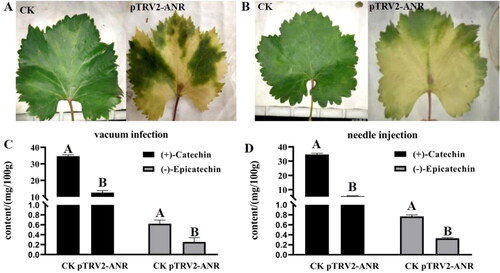Figure 6. VIGS assay of ANR in grapevine leaves. Phenotype of grape leaves by vacuum infection (A) and needle injection (B). The content of catechin and epicatechin in leaves by vacuum infection (C) and needle injection (D).