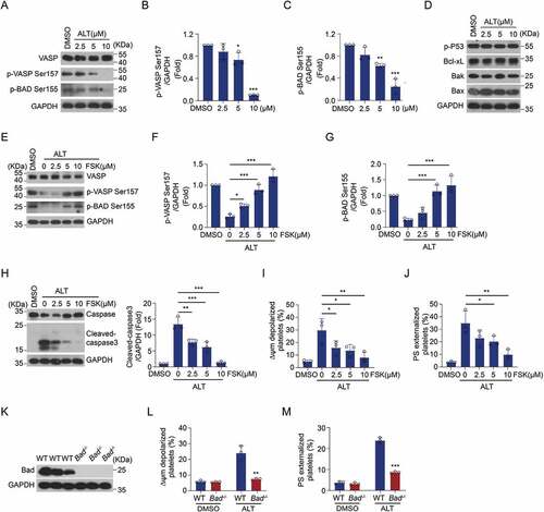 Figure 5. ALT reduces platelet PKA activity and PKA activation rescues platelet from ALT-induced apoptosis. (a–d) Washed human platelets were incubated with the indicated concentrations of ALT (2.5 μM, 5 μM and 10 μM) or vehicle control (DMSO) at 37°C for 8 h. The activity of PKA was evaluated using western blot analysis (a), with phosphorylated VASP Ser157 (b) and Bad Ser155 (c). The expression of classical apoptosis-related proteins, p-P53, Bcl-xL, Bak and Bax, were detected with various primary antibodies via western blot analysis (d). (e–j) Washed human platelets were pre-treated with different concentrations of PKA activator forskolin (FSK) (2.5 μM, 5 μM and 10 μM) or vehicle control (DMSO) at 37°C for 10 min followed by incubation with 5 μM ALT at 37°C for 8 h. PKA activity was measured using western blot analysis (e), with the phosphorylation of VASP at Ser157 (f) and Bad at Ser155 (g); caspase-3 was also evaluated with western blot analysis (h). Platelet ΔΨm depolarization (i) and PS exposure (j) were detected by flow cytometry. (k–m) Washed platelets from the WT or Bad−/− mice were incubated with 5 μM ALT or vehicle control (DMSO) at 37°C for 8 h. The deficiency of Bad in platelets was examined using western blot analysis (k); Platelet ΔΨm depolarization (l) and PS exposure (m) were detected by flow cytometry. Data presented are from three independent experiments and expressed as the mean ± SD; * p < .05, ** p < .01, and *** p < .001 versus the control with one-way ANOVA for (a–j) and versus the control with a two-tailed Student’s t-test for (k–m).