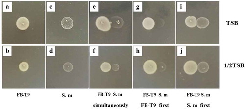 Figure 2. The inhibition effect of L. plantarum FB-T9 on S. mutans. (A and B) L. plantarum FB-T9 on TSA and 1/2 TSA plates; (C and D) S. mutans on TSA and 1/2TSA plates. Competition between FB-T9 and S. mutans: (E, G, I) on TSA plates; (F, H, J) on 1/2 TSA plates; (E and F) S. mutans and L. plantarum FB-T9 were inoculated on the plates at the same time; (G and H) L. plantarum FB-T9 was first inoculated on the plates; (I and J) S. mutans was first inoculated on the plates