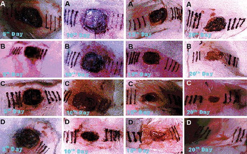 Figure 2. Photographs of wounds 5, 10, 15 and 20 days after surgery illustratating the changes in capillary permeability and wound contraction. (A) control; (B) reference; (C) serratiopeptidase; (D) serratiopeptidase and metronidazole.