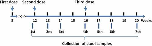 Figure 1. Timepoints of sample collection. The three vaccine doses were administered at the ages of 8, 12, and 16 weeks old, respectively. Stool samples were collected seven times from a subset of the participants (before administration of the second vaccine dose and at 1, 2, and 4 weeks after the administrations of the second and third vaccine doses)