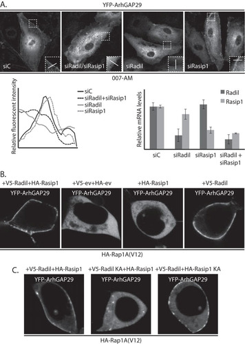 FIG 4 Rap1 recruits ArhGAP29 to the plasma membrane through Radil. (A) In the upper panel, GFP-ArhGAP29 expressing HUVECs were treated with control siRNA (siC), siRNA targeting Radil and Rasip1 (siRadil + siRasip1), and Radil (siRadil) or Rasip1 (siRasip1). The cells were grown to confluence and treated with 007-AM for 15 min. The boxed areas of cell-cell contacts are enlarged in the insets. In the lower panel, the left graph shows the relative intensity profiles of fluorescent signal intensities along the line scans depicted in the boxed area. The right graph shows the knockdown efficiency as assessed by Q-PCR. (B) Live imaging of YFP-ArhGAP29 in HEK293T cells transfected with HA-Rap1A(V12) and YFP-ArhGAP29 upon cotransfection with either V5-Radil and HA-Rasip1 (first panel), empty vector only (second panel), HA-Rasip1 supplemented with empty vector (third panel), or V5-Radil supplemented with empty vector (fourth panel). (C) Live imaging of YFP-ArhGAP29 in HEK293T cells transfected with HA-Rap1A(V12) and YFP-ArhGAP29 upon cotransfection with either V5-Radil and HA-Rasip1 (first panel), V5-Radil K79A (V5-Radil KA) and HA-Rasip1 (second panel), or V5-Radil and HA-Rasip1 K163A (HA-Rasip1 KA) (third panel). The experiments were repeated at least three times, and representative images were chosen.