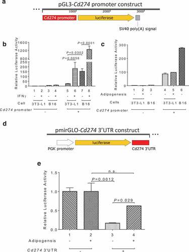 Figure 2. 3’ UTR-mediated control of PD-L1 expression during adipogenesis. (a) Diagram of the pGL3-Cd274/Pd-l1 promoter reporter construct. (b) IFNγ stimulation of Cd274 promoter-driven luciferase in B16 and 3T3-L1 cells. (c) Cd274 promoter-driven luciferase reporter activity before and after adipogenesis. (d) Diagram of the pmirGLO-CD274 3’UTR reporter construct. (e) Cd274 3’UTR luciferase reporter activity before and after adipogenesis