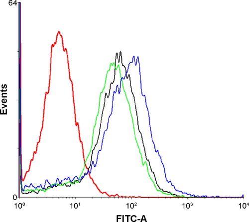 Figure S4 Flow cytometry results for internalization ability among the various M-MSN-based siRNA delivery systems 4 hours after incubation with SKOV3 cells.Notes: Red line indicates without treatment with any type of particle; green line indicates M-MSN_FAM-siRNA@PEI-PEG; black line indicates M-MSN_FAM-siRNA@PEI; and blue line indicates M-MSN_FAM-siRNA@PEI-PEG-KALA.Abbreviations: FAM, fluorescein amidite; FITC, fluorescein isothiocyanate; M-MSN, magnetic mesoporous silica nanoparticle; PEI, polyethylenimine; PEG, polyethylene glycol; KALA, a type of fusogenic peptide; siRNA, small interfering RNA.