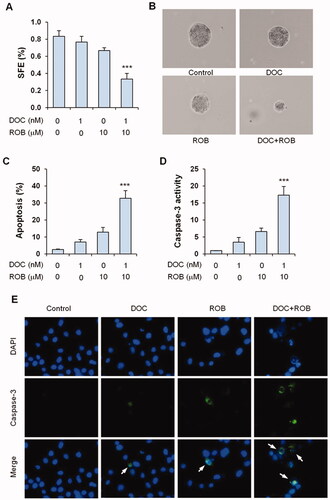 Figure 6. Effects of ROB and DOC on sphere formation and apoptosis of sphere-forming cells. For the sphere formation assay, PC-3 cells were cultured in ultralow attachment plate with serum-free medium and treated with ROB and/or DOC for 12 days. The number of spheres was counted under a microscope. (A) Sphere forming efficiency (SFE) in PC-3 cells treated with ROB and/or DOC. (B) Representative micrographs of spheres from cells treated with ROB and DOC alone or in combination. For the apoptosis assay, PC-3 spheres formed in serum-free medium were dissociated by Accutase® and treated with ROB and/DOC for 72 h. (C) Apoptosis as determined by PI staining. (D) Caspase-3 activity. (E) Representative micrographs of caspase-3 (cleaved form) immunofluorescence staining in PC-3 cells treated with ROB and/or DOC. Each value represents mean ± S.D from three separate experiments. ***Indicates significant differences (p < 0.001) as compared to cells treated with ROB or DOC alone.