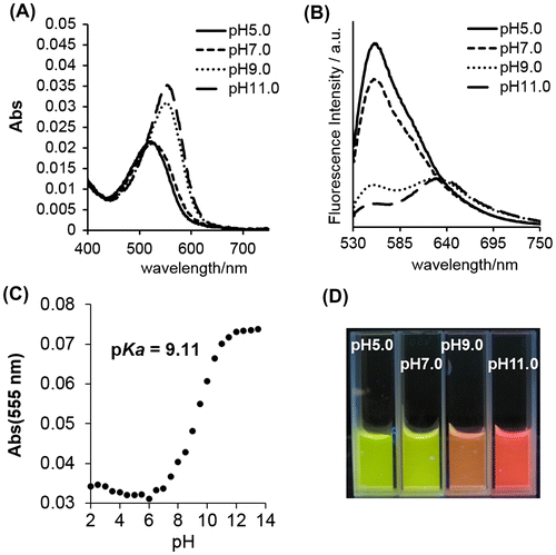 Figure 2. (A) The absorption spectra of UV-irradiated SNARF-OBn(oNO2) at different pH. (B) The emission spectra (excited at 500 nm) of UV-irradiated SNARF-OBn(oNO2) at different pH. (C) pKa determination of UV-irradiated SNARF-OBn(oNO2) (see also Figure S3). (D) Photograph of UV-irradiated SNARF-OBn(oNO2) at different pH. [SNARF derivatives] = 10 μM in 10 mM Tris, Hepes, and acetate buffer (pH conditions for each spectrum were shown in these figures).