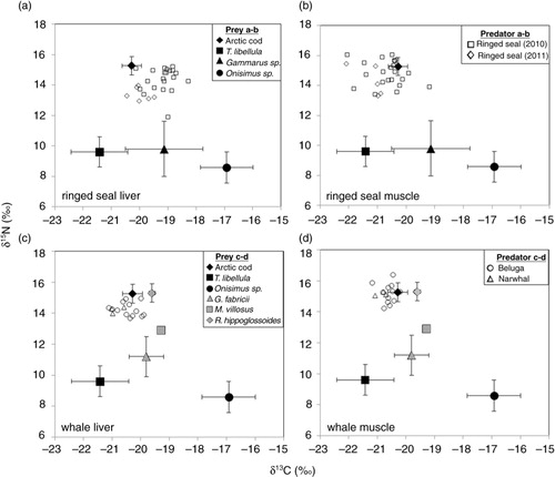 Fig. 4  Isotope biplot of potential prey sources (mean±SD) of ringed seals, belugas and narwhals, corrected for trophic discrimination by subtracting 3.1 and 0.6‰ from ringed seal values for liver δ15N and δ13C, respectively, as well as 2.4 and 1.3‰ for muscle (Hobson et al. Citation1996). The discrimination factors used for the toothed whales were 2.78 and 1.27‰ for liver δ15N and δ13C, respectively, and 1.23 and 1.26‰ for muscle (Caut et al. Citation2011). Prey were collected from Allen Bay in 2010, except for the following species: Gonatus fabricii and Reinhardtius hippoglossoides collected in Davis Strait in 2011 (Watt & Ferguson Citation2015) and Mallotus villosus collected in Cumberland Sound 2008 (Dennard et al. Citation2009).