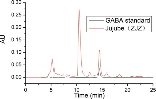 Figure 1. HPLC chromatograms of GABA from standard and jujube sample (ZJZ).Figura 1. Cromatogramas de HPLC de GABA de muestra estándar y de azufaifo (ZJZ).