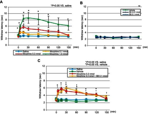 Figure 4 Antinociceptive effects measured by the tail-immersion test. Antinociceptive effects after the administration of (A) saline or morphine (0.1, 0.3, or 1.0 nmol); (B) vehicle or SB (0.01 nmol, or 0.1 nmol) and (C) saline, vehicle, 0.3-nmol morphine, or 0.3-nmol morphine +0.1-nmol SB.