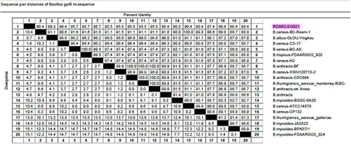 Figure 5 The percentage of B. cereus gyrB nucleotide sequence identity.