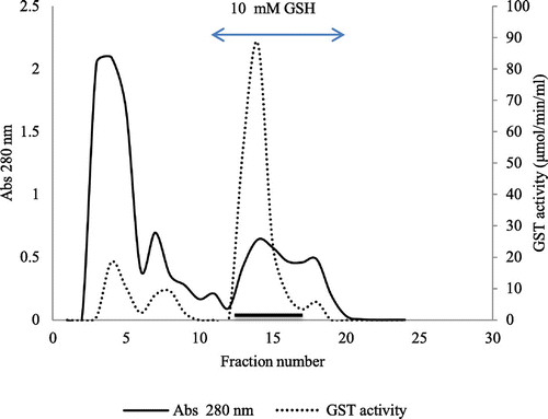 Figure 7. Elution profile of glutathione transferase on affinity chromatography-GSTrap 4B. Ion-exchange-purified enzyme was applied to a GSH-Sepharose 4B (1 × 1 cm) column previously equilibrated with PBS, pH 7.4.
