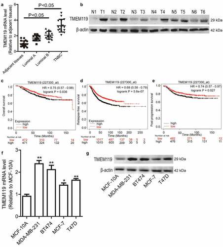 Figure 1. TMEM119 is highly expressed in breast cancer cells and tissues. (a) TMEM119 mRNA level was determined in clinical samples. (b) TMEM119 protein level was evaluated in clinical samples. (c–e) The relationship between TMEM119 expression and overall survival, relapse-free survival and post progression survival of patients was evaluated through online dataset analysis. (f and g) TMEM119 expression was examined in normal breast epithelial cells and different types of breast cancer cells. n ≥ 3, *P < 0.05, **P < 0.01 vs. control