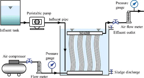Figure 1. Schematic diagram of the membrane-aerated biofilm reactor (MABR).