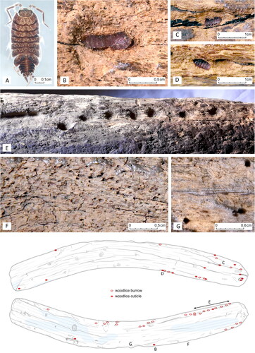 Figure 4. Details of arthropod damage: (A) dorsal view of Porcellionides pruinosus (Walker Citation2008)—the isopod species that seems to be principally responsible for active modification of the tablet; (B) close-up to woodlice melt (cuticle) still attached to the wood; (C) melt surrounded with a sunken area—a woodlice burrow; (D) two neighboring woodlice burrows, one with melt skin still attached, and the other featuring an area of different coloring corresponding to a dislodged melt; (E) series of woodlice burrows aligned along tablet's edge; (F) a cluster of wormholes with diameter 0.3–0.5 mm; (G) several wormholes with diameter 1.0–2.0 mm. The bottom part of the figure provides a visual guide for the areas covered in panels (B–G) and marks locations of woodlice burrows, empty or with cuticles still attached.