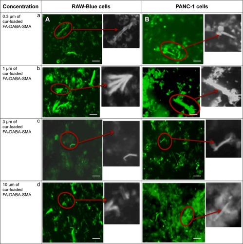 Figure 8 Fluorescent images showing cellular uptake of curcumin-loaded FA-DABA-SMA in (A) RAW-Blue and (B) PANC-1 cell lines.
