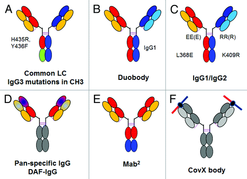 Figure 5. Overview of bispecific heterodimeric IgG antibodies. (A) Common light chain bispecific antibody with H435R Y436F mutation to allow depletion of hole-hole antibodies. (B) Duobody approach based on IgG4 Fab arm exchange with in vitro assembly. (C) Bispecific heterodimeric IgG1/IgG2 with EEE/RRR mutations with in vitro assembly. (D) Dual-acting Fab (DAF) IgG or pan-specific monoclonal antibodies. (E) MabCitation2 approach with introduction of additional binding sites in the Fc region of an IgG antibody. (F) CovX body approach with fusion of a bispecific binding peptide into the active center of a catalytically active IgG antibody. The bispecific binding peptide is indicated on the top. For a more detailed description, refer to the text.