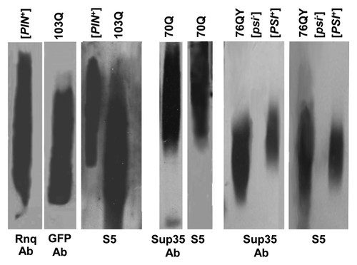 Figure 5. S5 aptamer interacts with SDS-insoluble aggregates in crude cell lysates. [PIN+], 74-D694 [psi-] [PIN+]; 103Q, 70Q and 76QY, 74-D694 [psi-] [pin-], expressing 103Q-GFP,Citation37 70Q-Sup35MC and 76QY-Sup35MC,Citation38 respectively; [PSI+], 5V-H19 [PSI+]s [PIN+]; [psi-], 5V-H19 [psi-] [pin-]. Staining with S5 aptamer or with antibodies against Rnq1, GFP or Sup35.