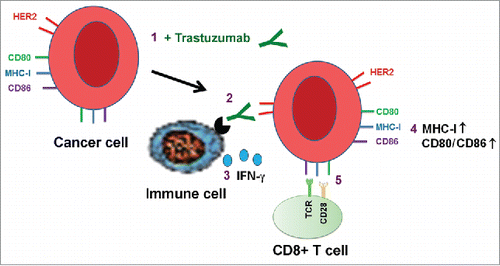 Figure 8. Proposed model of trastuzumab-induced upregulation of expression of HLA-ABC and CD80/CD86 T cell costimulatory molecules in cancer cells. Binding of trastuzumab to HER2 on breast cancer cell surface engages immune cells through interaction with the antibody's Fc fragment, leading to secretion of IFNγ, which upregulates the expression of MHC-I and CD80/CD86 molecules on targeted cells. The numbers show the sequence of events in the proposed model.