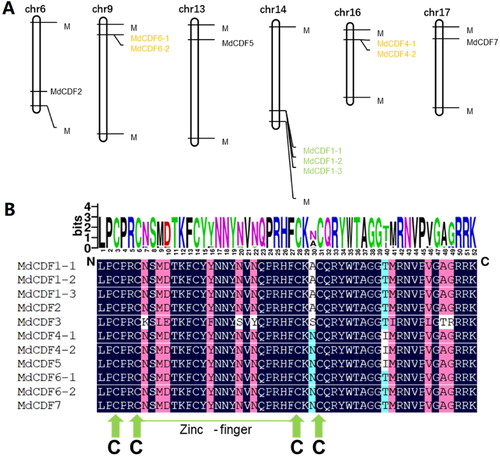 Figure 2. (A) Chromosomal location of MdCDF genes and (B) multiple sequence alignment of the Dof domain.